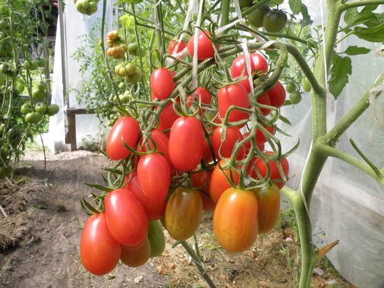 Черри Спрайт